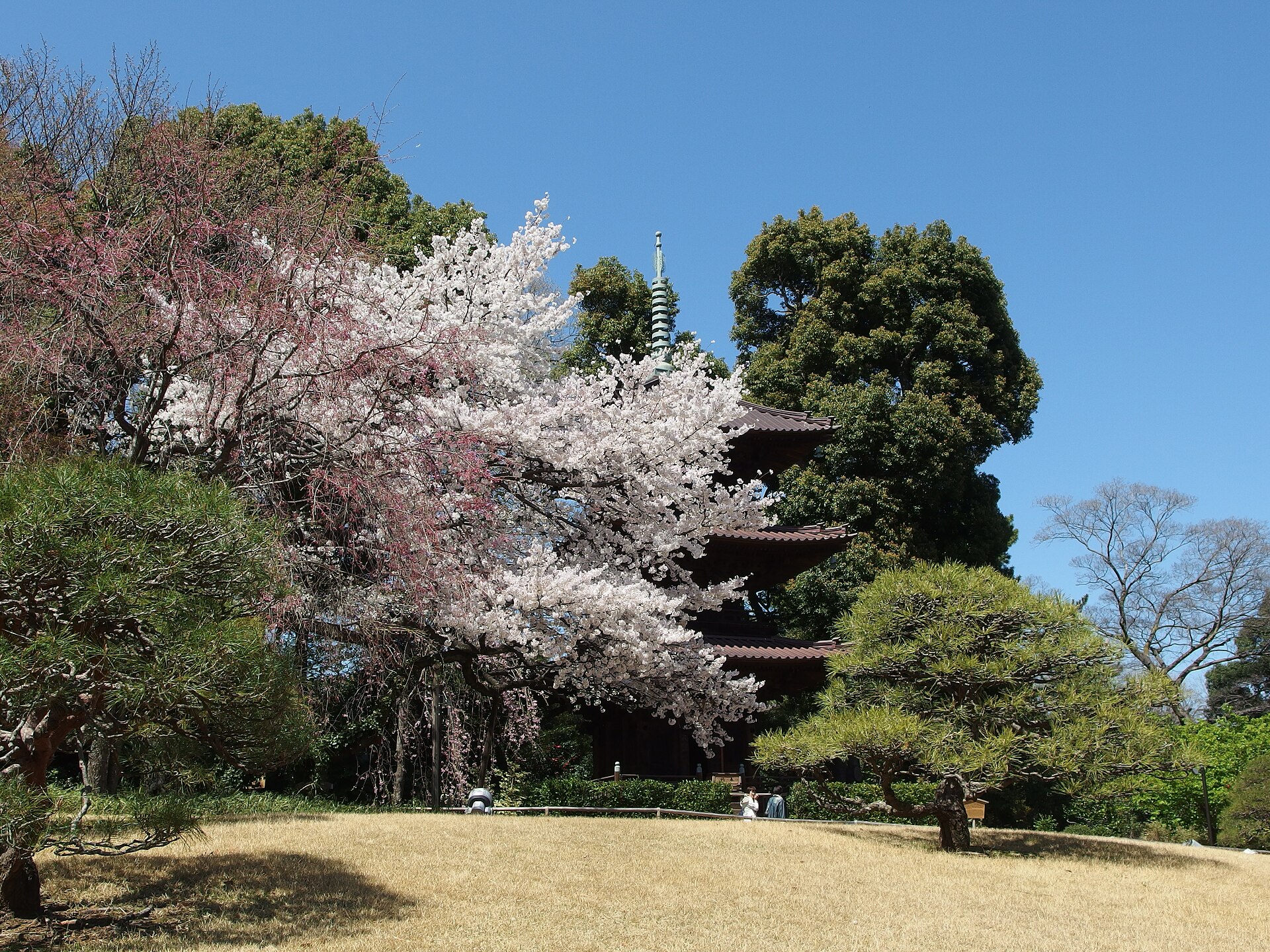 桜の中の三重塔