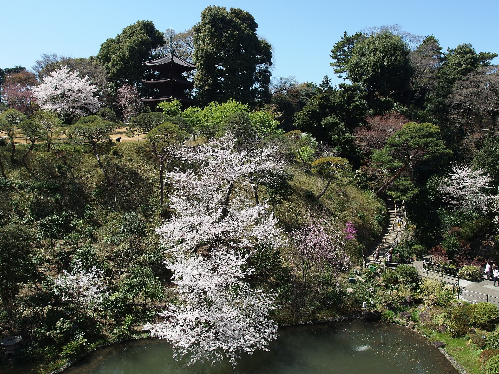 椿山荘庭園の池と桜