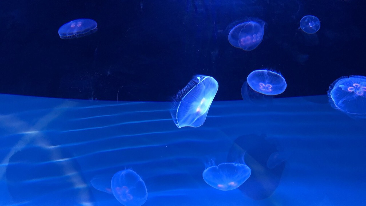 Sumida Aquarium