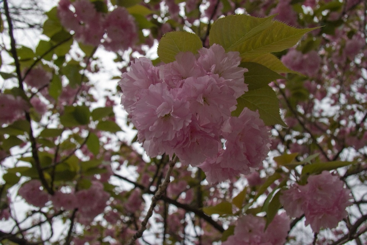 Ueno Park